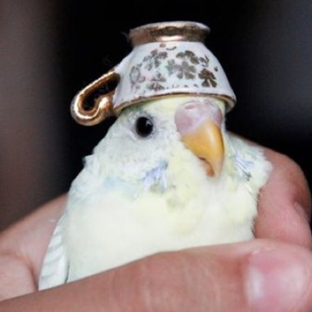 Meet your Posher, Daviana